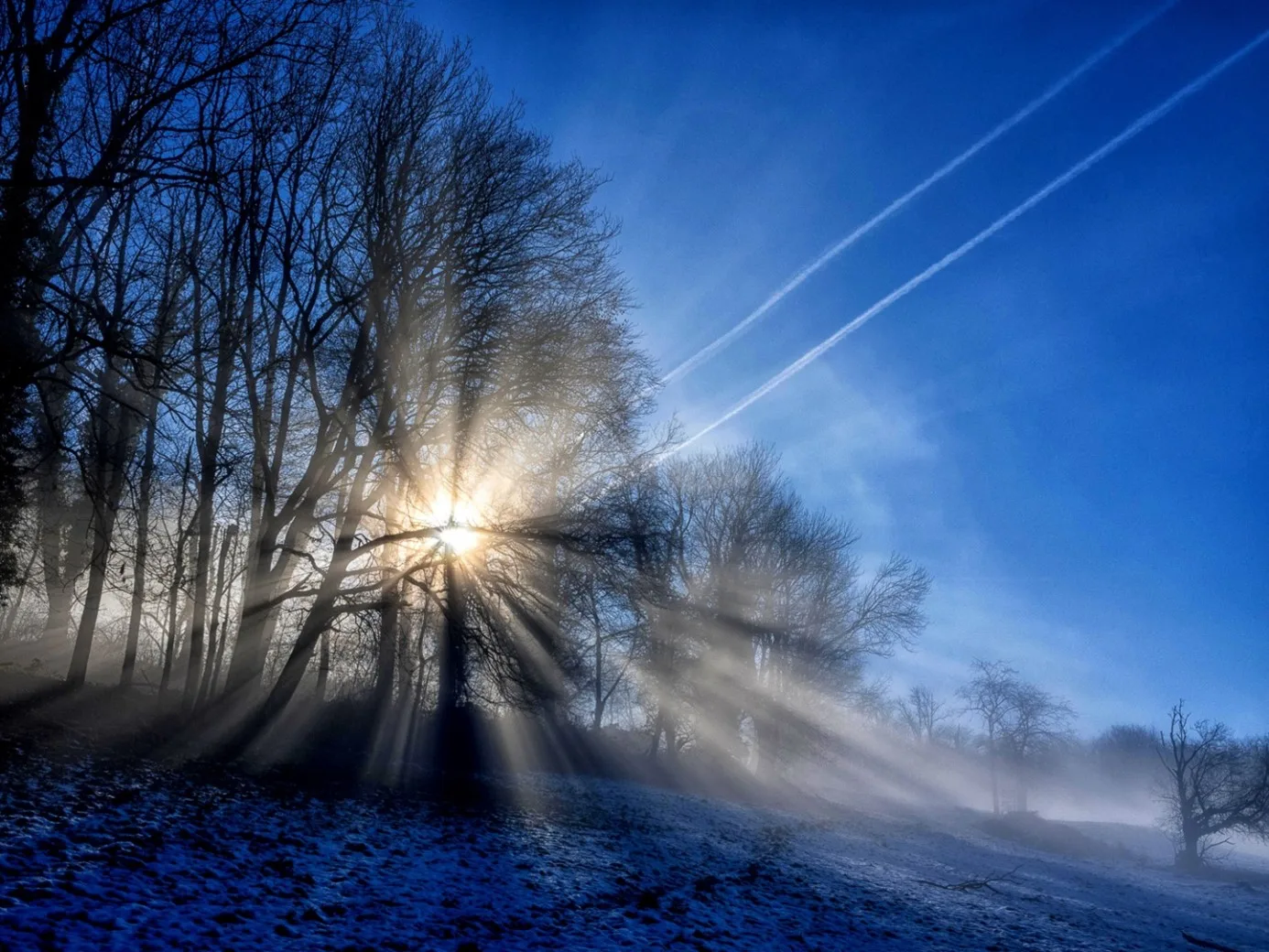 Sonnenlicht bricht durch das Geäst hoher Bäume im Nebel
