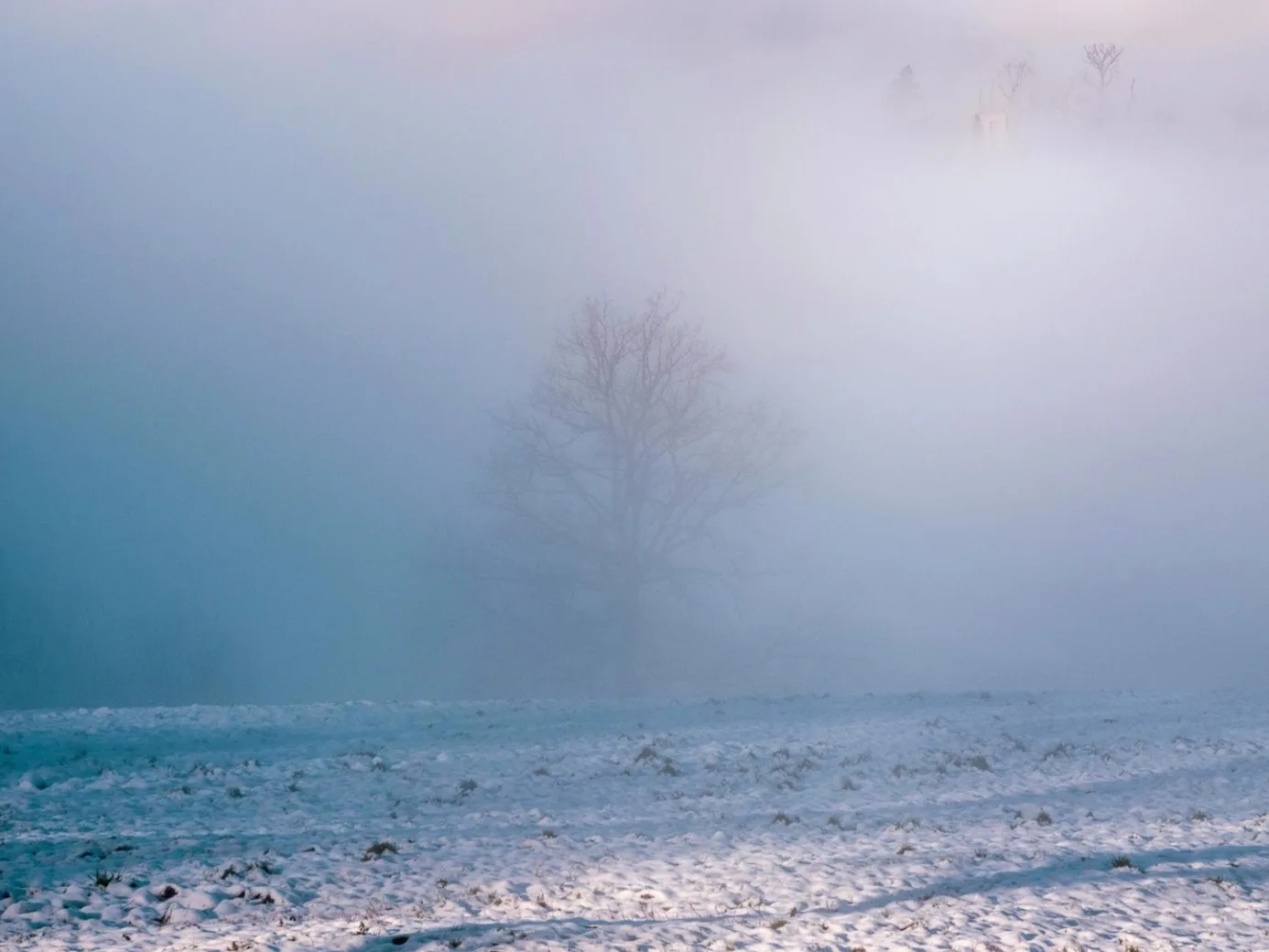 Ein einzelner kahler Baum im dichten Morgennebel über einer leicht verschneiten Wiese