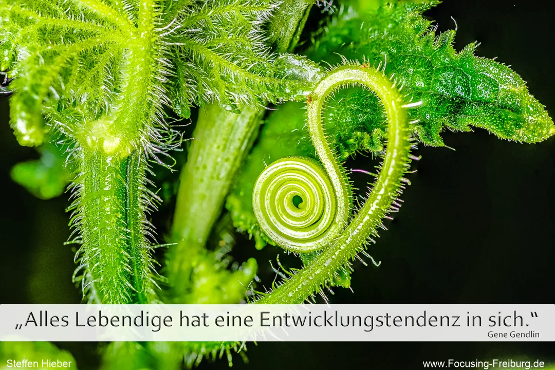 Sinnspruch von Gene Gendlin mit der spiralförmigen Ranke einer Gurkenpflanze: Alles Lebendige hat eine Entwicklungstendenz in sich.