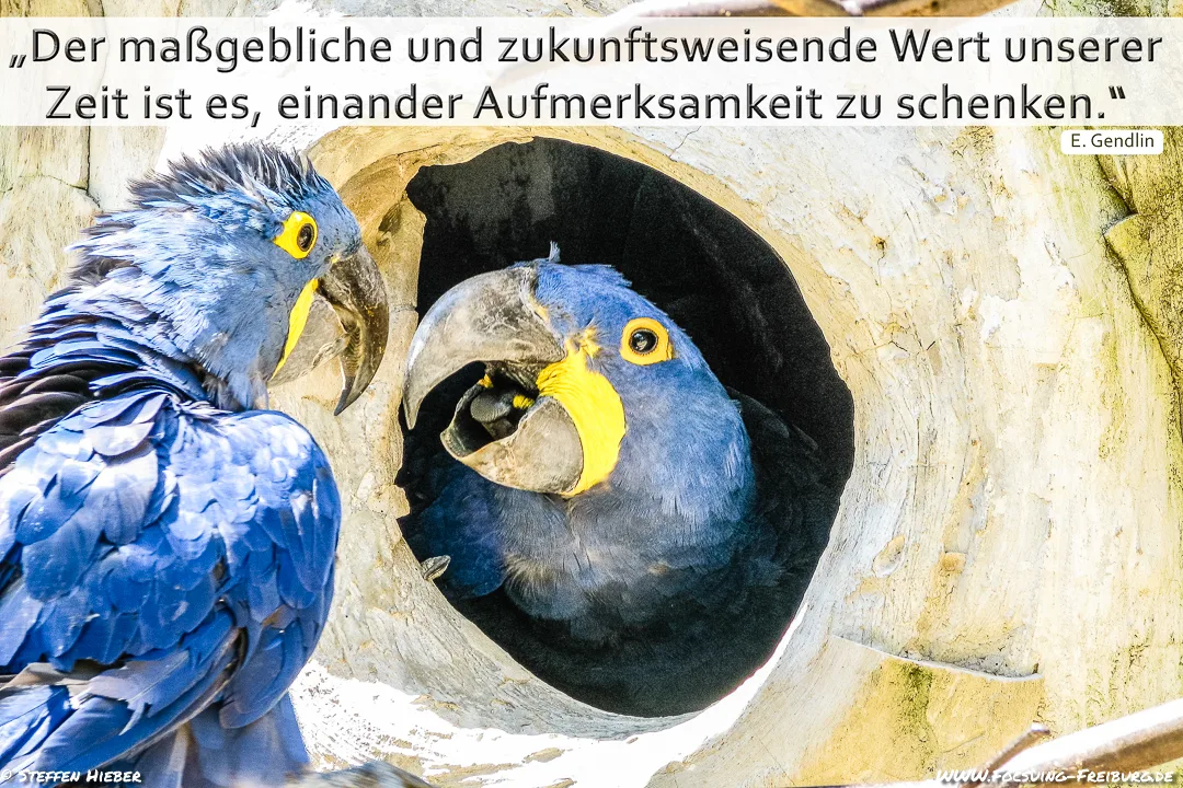 Sinnspruch von Eugene Gendlin mit zwei Hyazinth-Aras an einer Baumhöhle: Der maßgebliche und zukunftsweisende Wert unserer Zeit ist es, einander Aufmerksamkeit zu schenken.