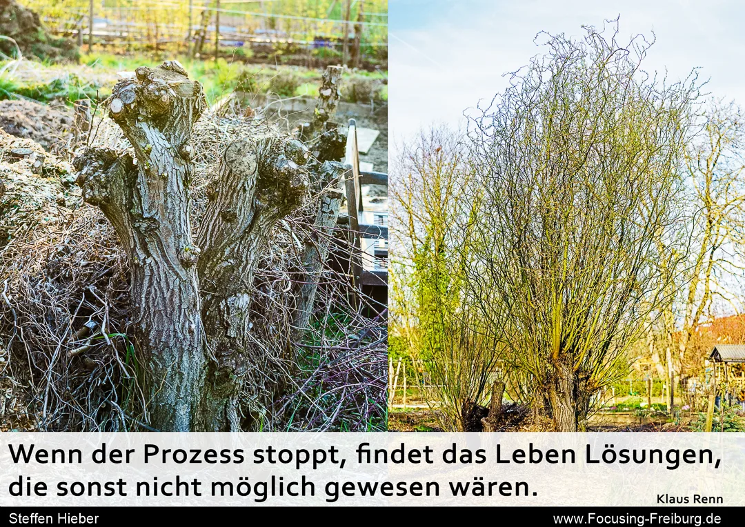 Sinnspruch von Klaus Renn über Fotografien alter Kopfweiden: Wenn der Prozess stoppt, findet das Leben Lösungen, die sonst nicht möglich gewesen wären.